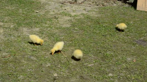 Stock Video Ducklings Feeding In A Field Live Wallpaper For PC - Free Live Wallpaper