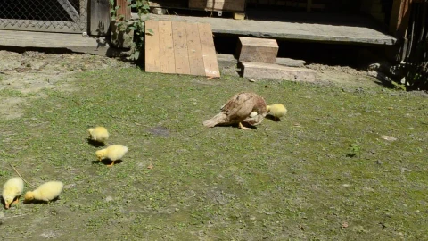Stock Video Ducklings In A Field Live Wallpaper For PC - Free Live Wallpaper