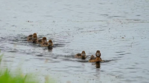 Stock Video Duck With Ducklings Swimming In The Lake Live Wallpaper For PC - Free Live Wallpaper