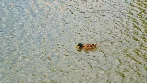 Stock Video Duck Swimming Upstream Live Wallpaper For PC - Free Live Wallpaper
