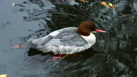 Stock Video Duck Swimming In The Water Of A River Tracking Shot Live Wallpaper For PC - Free Live Wallpaper