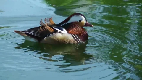Stock Video Duck Drinking Water In The Lake Live Wallpaper For PC - Free Live Wallpaper