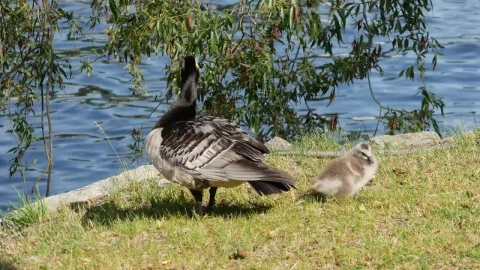 Stock Video Duck And Her Calf By A Lake Live Wallpaper For PC - Free Live Wallpaper