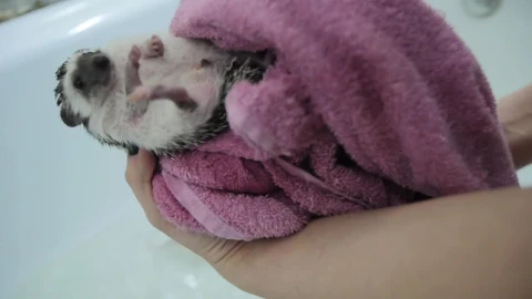 Stock Video Drying A Pet Hedgehog After A Bath Live Wallpaper For PC - Free Live Wallpaper