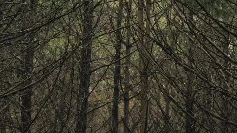 Stock Video Dry Trees In A Forest Live Wallpaper For PC - Free Live Wallpaper