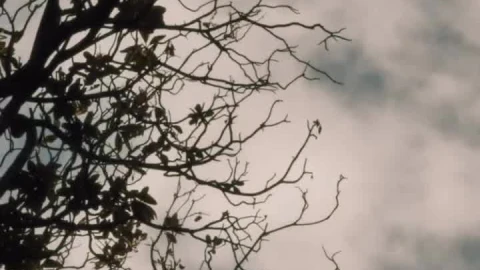 Stock Video Dry Tree With A Few Leaves On Top Of A Live Wallpaper For PC - Free Live Wallpaper