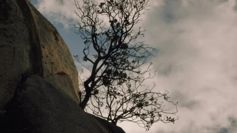 Stock Video Dry Tree On Top Of A Rocky Mountain Live Wallpaper For PC - Free Live Wallpaper