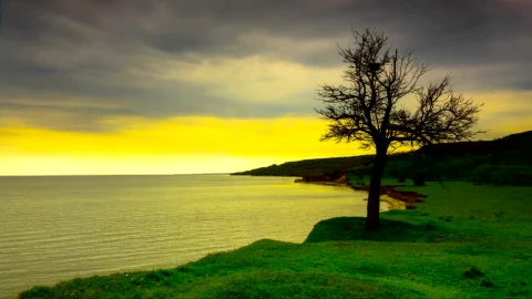 Stock Video Dry Tree On The Seashore At Sunset Live Wallpaper For PC - Free Live Wallpaper