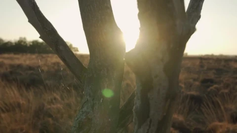 Stock Video Dry Tree In The Desert At Sunset Live Wallpaper For PC - Free Live Wallpaper
