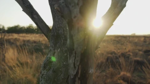 Stock Video Dry Tree In The Middle Of A Desert At Sunset Live Wallpaper For PC - Free Live Wallpaper