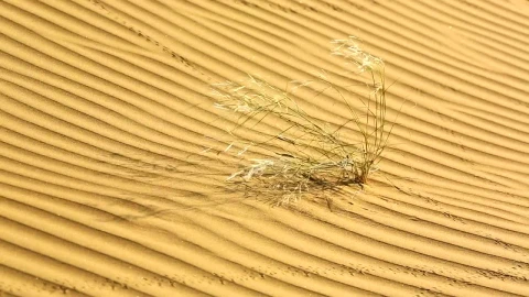 Stock Video Dry Plant Waving In The Desert Live Wallpaper For PC - Free Live Wallpaper