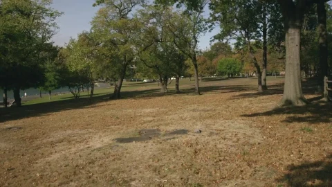 Stock Video Dry Leaves In A Park Live Wallpaper For PC - Free Live Wallpaper