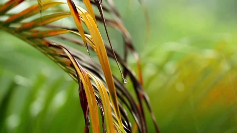 Stock Video Dry Palm Leaves In The Rain Live Wallpaper For PC - Free Live Wallpaper
