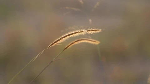 Stock Video Dry Grass In The Wind Live Wallpaper For PC - Free Live Wallpaper