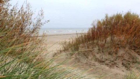 Stock Video Dry Grass Growing In Sand Live Wallpaper For PC - Free Live Wallpaper