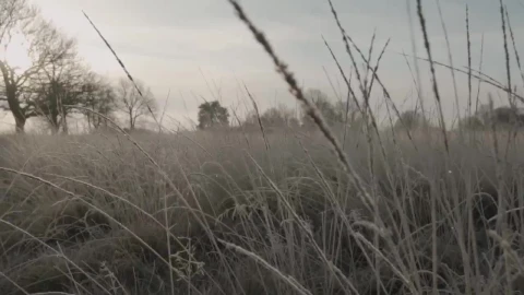 Stock Video Dry Grass During Winter In A Forest Live Wallpaper For PC - Free Live Wallpaper
