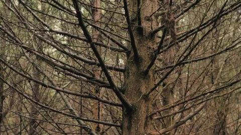 Stock Video Dry Forest Full Of Trees Live Wallpaper For PC - Free Live Wallpaper