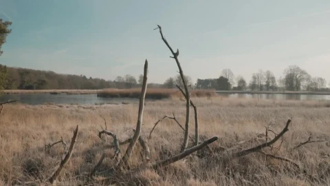 Stock Video Dry Forest With A Lake Live Wallpaper For PC - Free Live Wallpaper