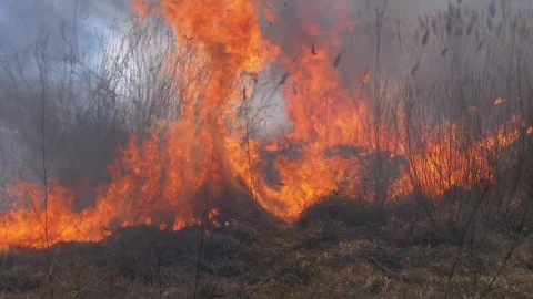 Stock Video Dry Forest Burning Live Wallpaper For PC - Free Live Wallpaper
