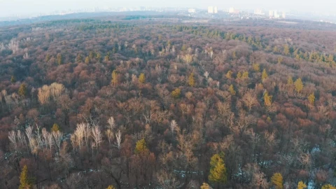 Stock Video Dry Forest Aerial View Live Wallpaper For PC - Free Live Wallpaper