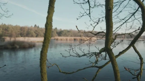 Stock Video Dry Branches Of A Tree Near A Lake Live Wallpaper For PC - Free Live Wallpaper