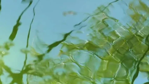 Stock Video Drops Falling Into The Water Of A Pond Live Wallpaper For PC - Free Live Wallpaper