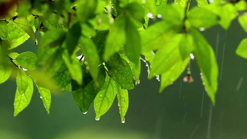 Stock Video Droplets Of Rain Covering Leaves Live Wallpaper For PC - Free Live Wallpaper