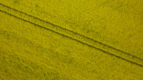 Stock Video Drone Shot Of Yellow Crops Live Wallpaper For PC - Free Live Wallpaper