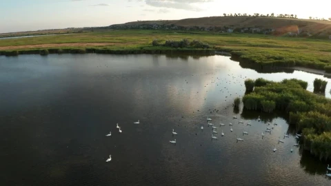 Stock Video Drone Shot Of Lake Wildlife Live Wallpaper For PC - Free Live Wallpaper