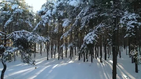 Stock Video Drone Shot In A Winter Forest By A Village Live Wallpaper For PC - Free Live Wallpaper