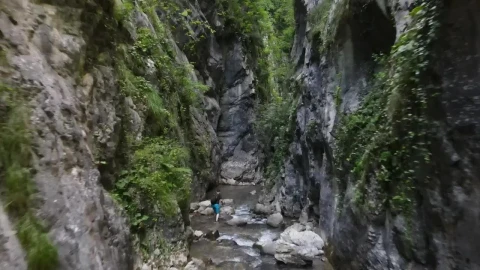 Stock Video Drone Ride By A River In A Jungle Live Wallpaper For PC - Free Live Wallpaper