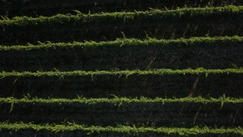Stock Video Drone Moving Slowly Above A Vineyard Live Wallpaper For PC - Free Live Wallpaper
