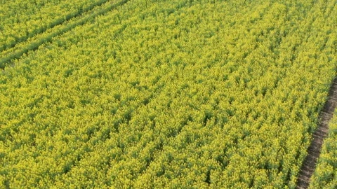 Stock Video Drone Moving Over Fresh Crops Live Wallpaper For PC - Free Live Wallpaper