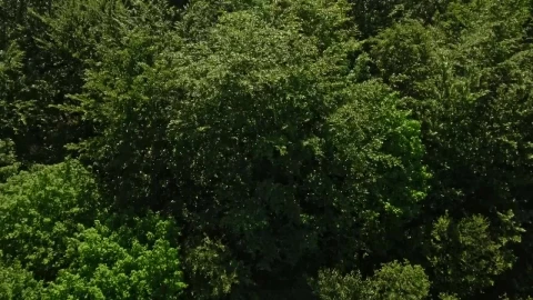 Stock Video Drone Flying Over The Tops Of Trees Live Wallpaper For PC - Free Live Wallpaper