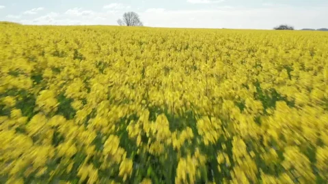 Stock Video Drone Flying Over Summer Crops Live Wallpaper For PC - Free Live Wallpaper