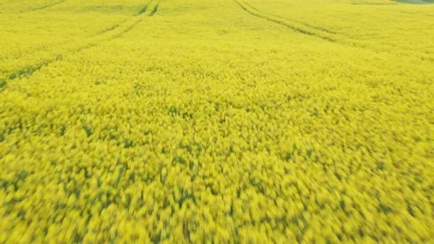 Stock Video Drone Flying Over Fresh Crops Live Wallpaper For PC - Free Live Wallpaper