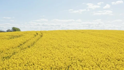 Stock Video Drone Flying Over Crops Live Wallpaper For PC - Free Live Wallpaper