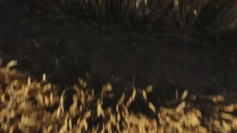 Stock Video Drone Flying Over Crops Quickly Live Wallpaper For PC - Free Live Wallpaper