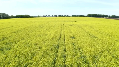 Stock Video Drone Flying Over A Beautiful Field Live Wallpaper For PC - Free Live Wallpaper