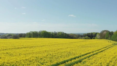 Stock Video Drone Flying Near A Forest Live Wallpaper For PC - Free Live Wallpaper