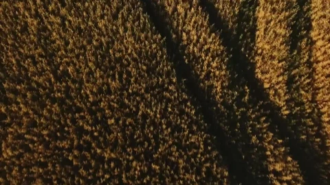 Stock Video Drone Flying Low Over Farmland Live Wallpaper For PC - Free Live Wallpaper
