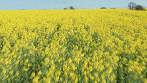 Stock Video Drone Flying Low Over Crops Live Wallpaper For PC - Free Live Wallpaper