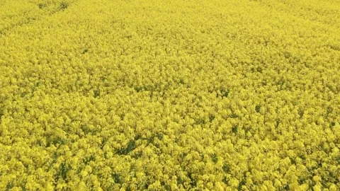 Stock Video Drone Flying Low Over A Field Live Wallpaper For PC - Free Live Wallpaper