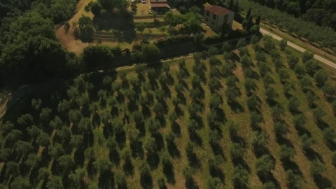 Stock Video Drone Flying Across Olive Fields Live Wallpaper For PC - Free Live Wallpaper
