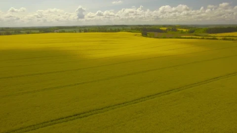 Stock Video Drone Flying Across Golden Fields Live Wallpaper For PC - Free Live Wallpaper