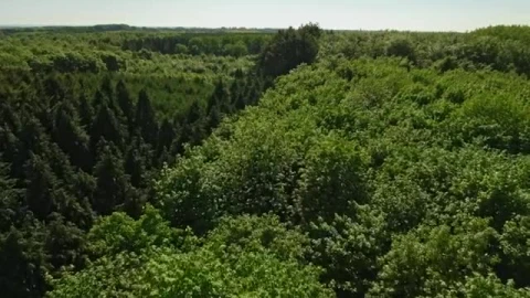 Stock Video Drone Flying Across A Large Forest  Smal Live Wallpaper For PC - Free Live Wallpaper