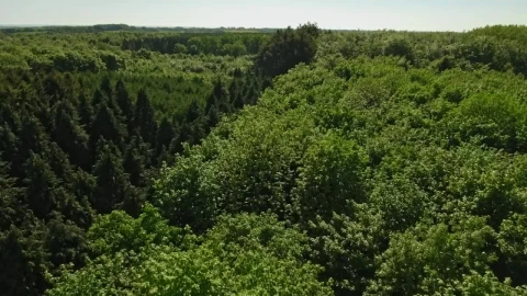 Stock Video Drone Flying Across A Large Forest Live Wallpaper For PC - Free Live Wallpaper