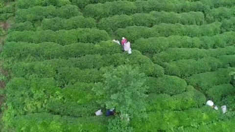 Stock Video Drone Flying Above A Tea Terrace Live Wallpaper For PC - Free Live Wallpaper