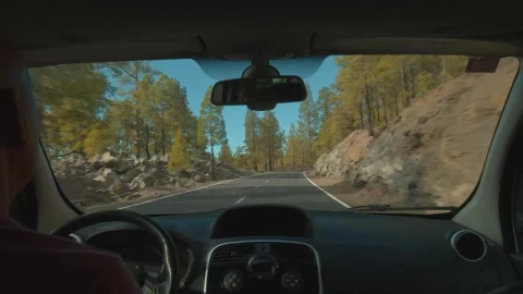 Stock Video Driving Through A Forest In Tenerife Live Wallpaper For PC - Free Live Wallpaper