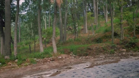 Stock Video Driving Down A Road In A Forest In A Pickup Live Wallpaper For PC - Free Live Wallpaper